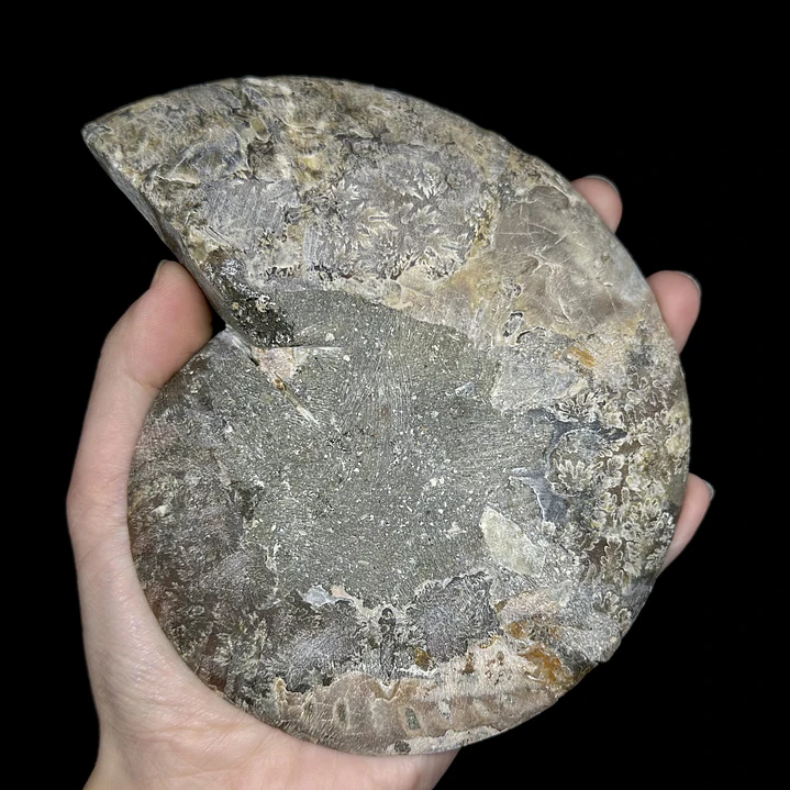 Fósil de Ammonite opalescente #29 5