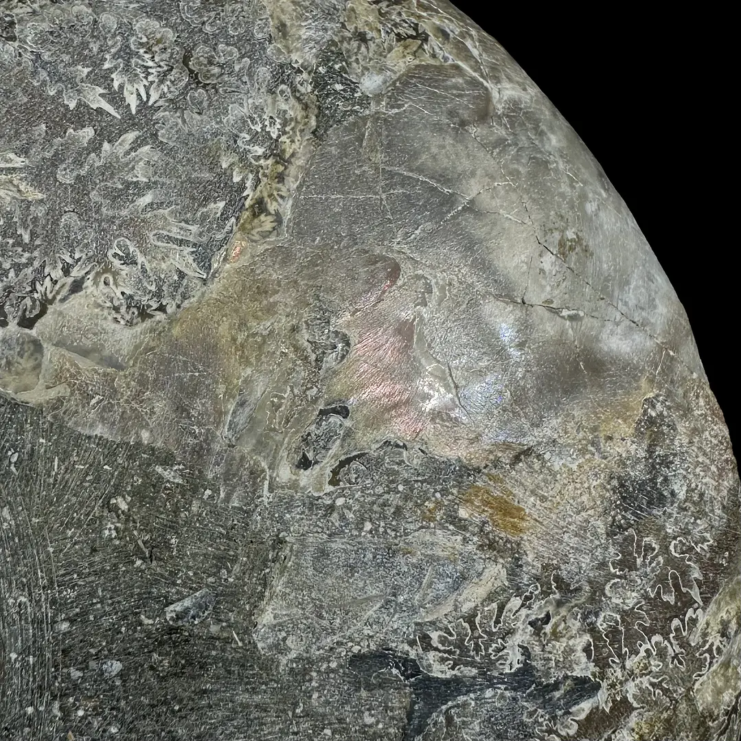 Fósil de Ammonite opalescente #29 4
