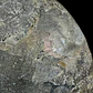 Fósil de Ammonite opalescente #29 - Miniatura 4