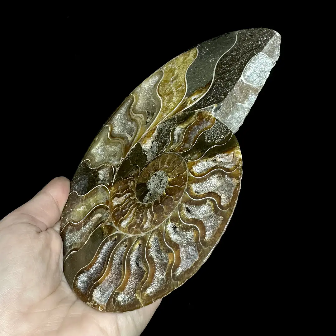 Fósil de Ammonite opalescente #29 3
