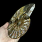 Fósil de Ammonite opalescente #29 - Miniatura 3