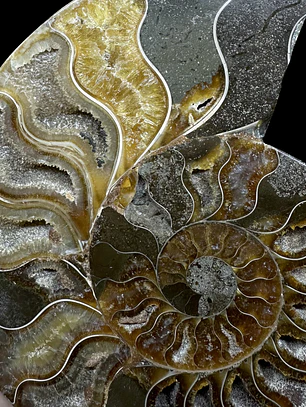 Fósil de Ammonite opalescente #29