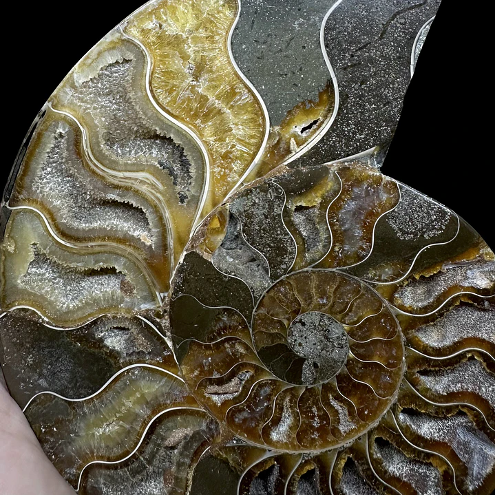 Fósil de Ammonite opalescente #29 2