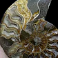 Fósil de Ammonite opalescente #29 - Miniatura 2