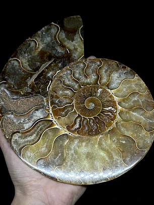 Fósil de Ammonite XL #13