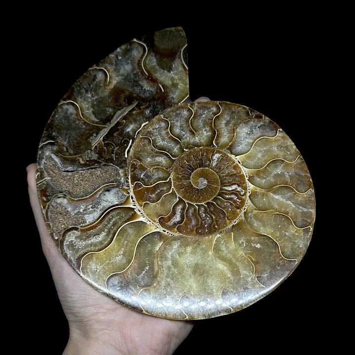 Fósil de Ammonite XL #13 1