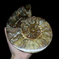 Fósil de Ammonite XL #13 - Miniatura 1