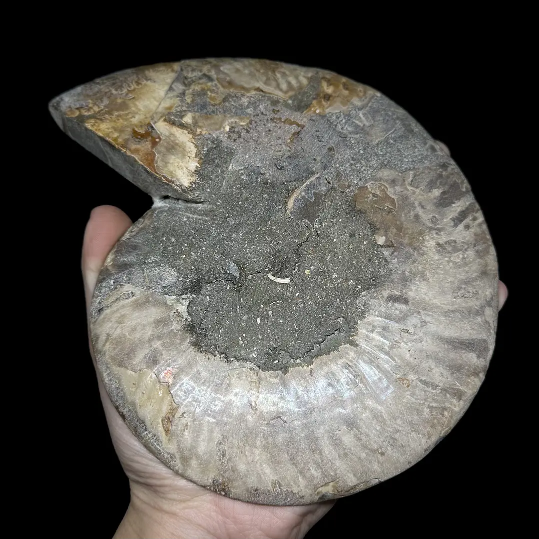 Fósil de Ammonite XL #13 6