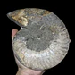 Fósil de Ammonite XL #13 - Miniatura 6