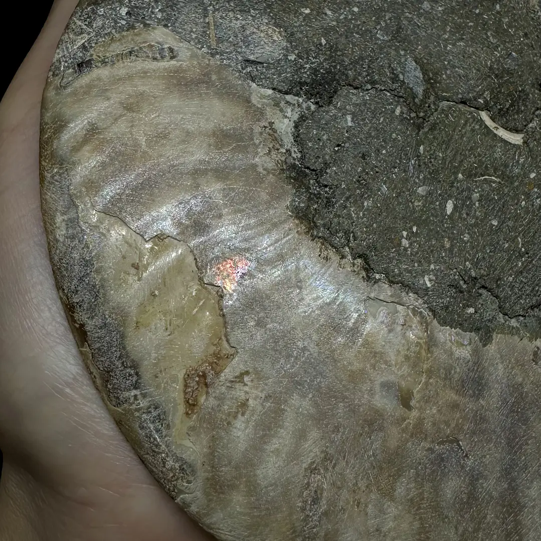 Fósil de Ammonite XL #13 5