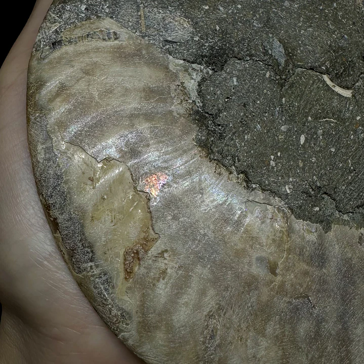 Fósil de Ammonite XL #13 5