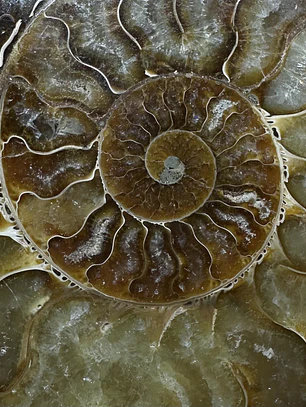 Fósil de Ammonite XL #13