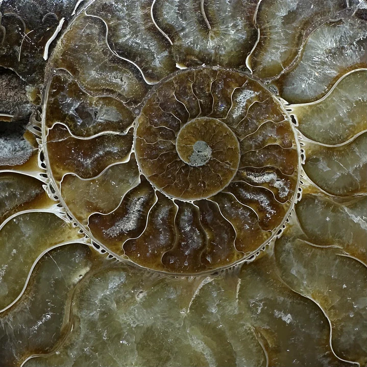 Fósil de Ammonite XL #13 2