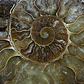 Fósil de Ammonite XL #13 - Miniatura 2