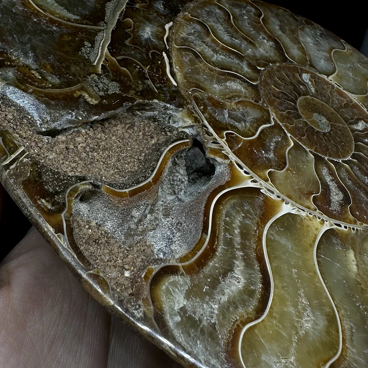 Fósil de Ammonite XL #13 4