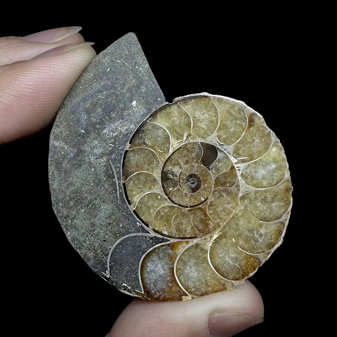Fósil de Ammonite opalescente #30 2