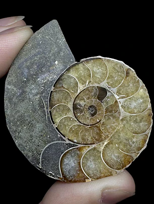 Fósil de Ammonite opalescente #30