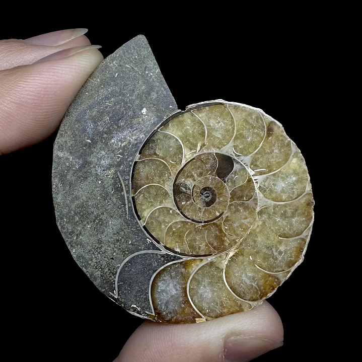 Fósil de Ammonite opalescente #30 2