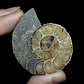 Fósil de Ammonite opalescente #30 - Miniatura 2