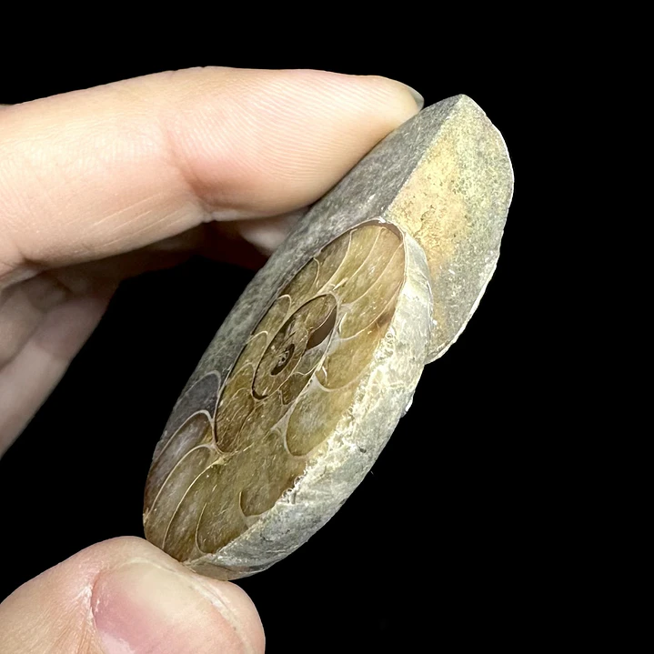 Fósil de Ammonite opalescente #30 4