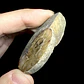 Fósil de Ammonite opalescente #30 - Miniatura 4