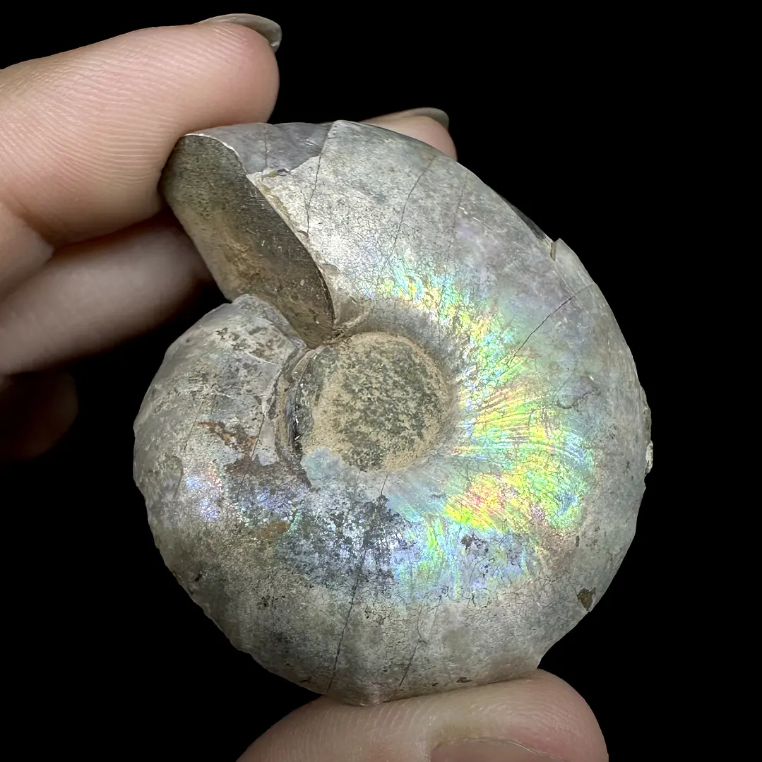 Fósil de Ammonite opalescente #30 1