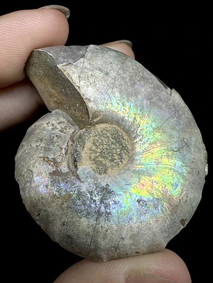 Fósil de Ammonite opalescente #30