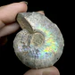 Fósil de Ammonite opalescente #30 - Miniatura 1