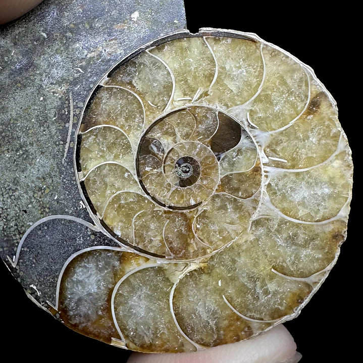 Fósil de Ammonite opalescente #30 3