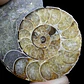 Fósil de Ammonite opalescente #30 - Miniatura 3