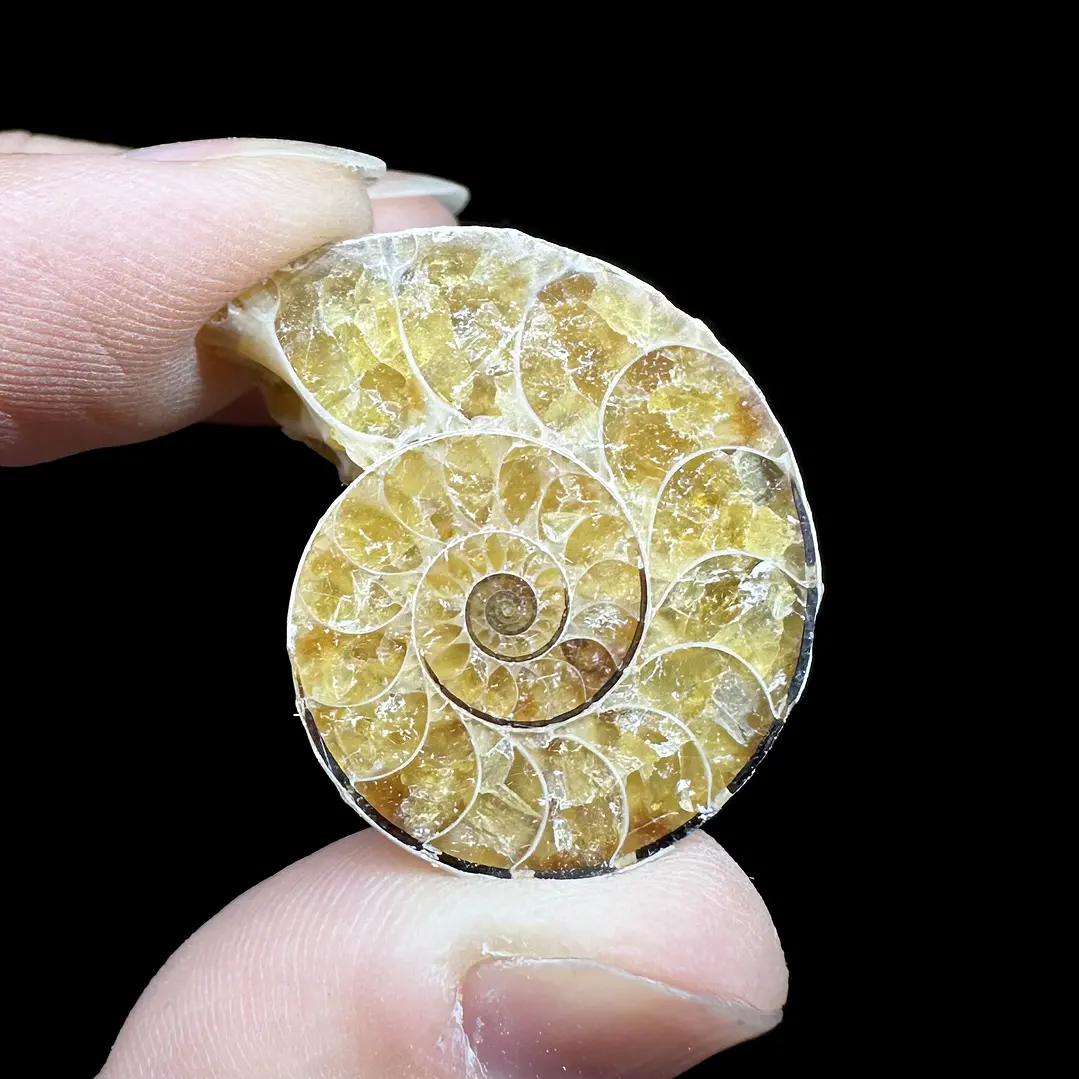 Fósil de Ammonite opalescente #31 2