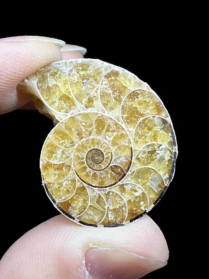 Fósil de Ammonite opalescente #31