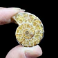 Fósil de Ammonite opalescente #31 - Miniatura 2