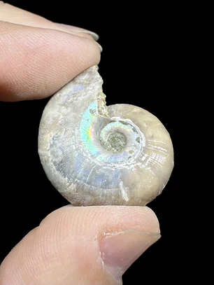 Fósil de Ammonite opalescente #31