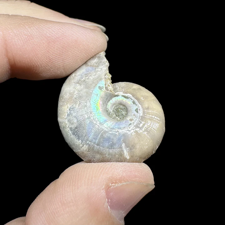 Fósil de Ammonite opalescente #31 1
