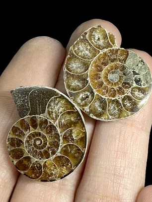 Par Fósiles de Ammonite opalescente #29
