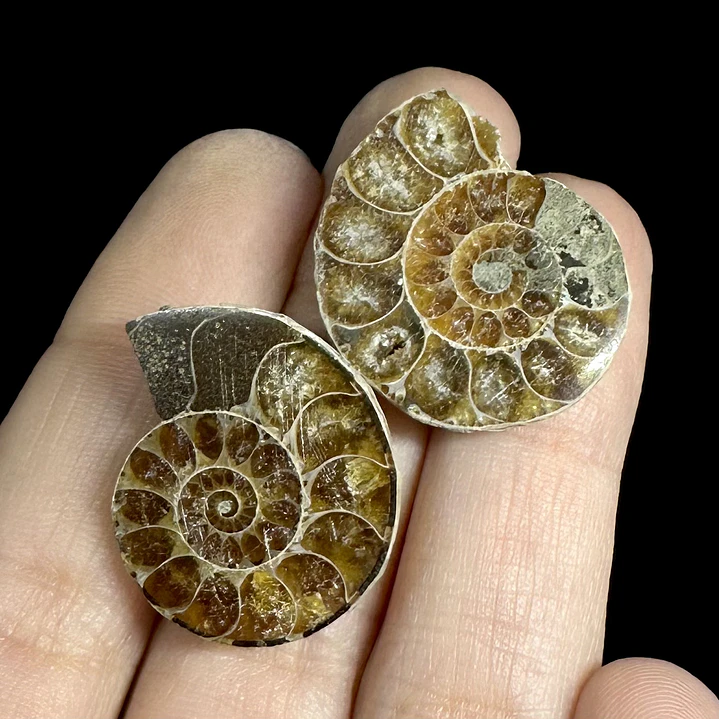 Par Fósiles de Ammonite opalescente #29 1