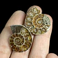 Par Fósiles de Ammonite opalescente #29 - Miniatura 1
