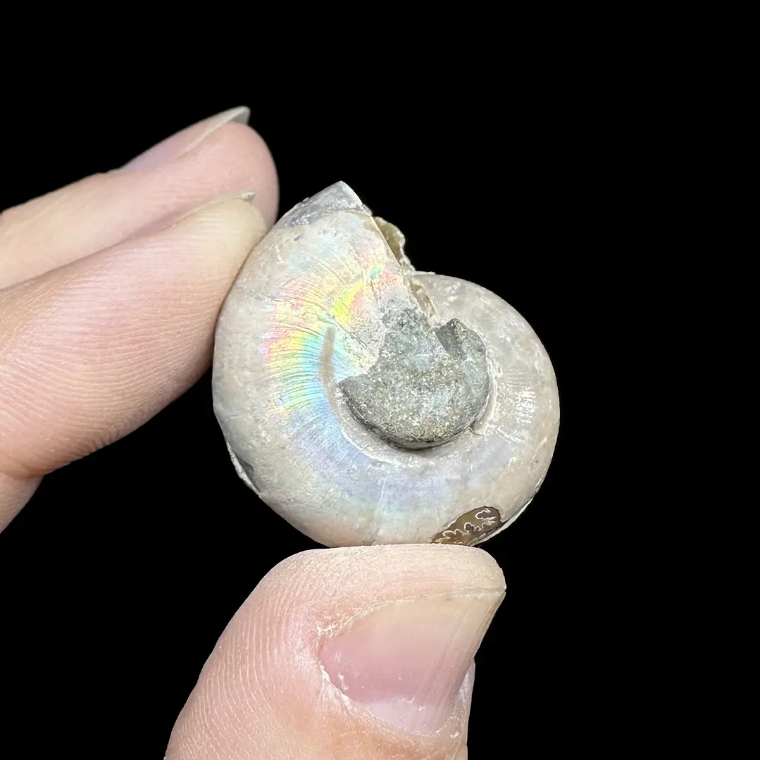 Par Fósiles de Ammonite opalescente #29 2