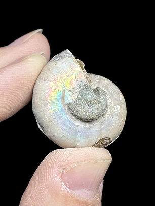Par Fósiles de Ammonite opalescente #29