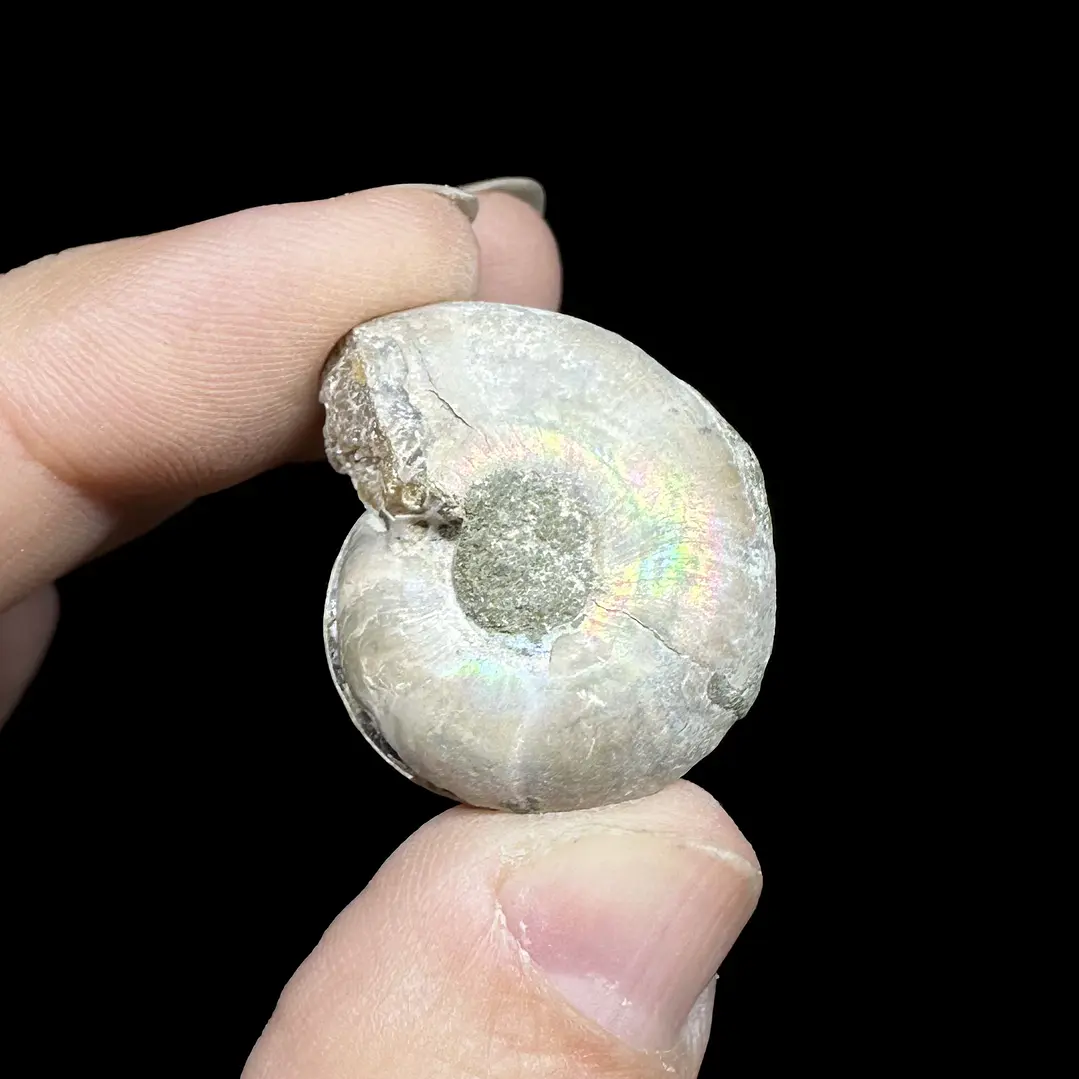 Par Fósiles de Ammonite opalescente #29 3