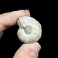 Par Fósiles de Ammonite opalescente #29 - Miniatura 3