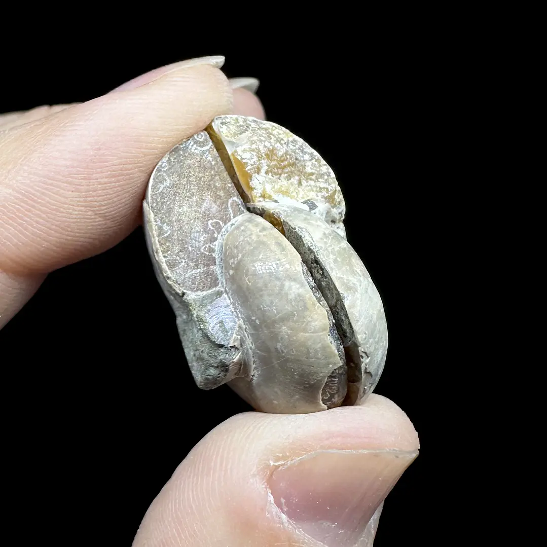 Par Fósiles de Ammonite opalescente #29 4