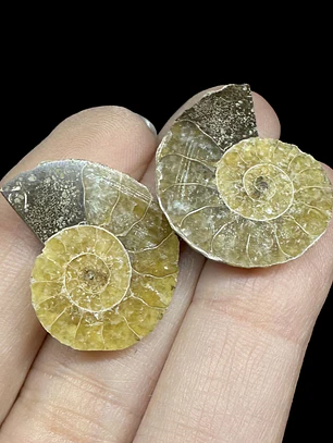 Par Fósiles de Ammonite opalescente #30