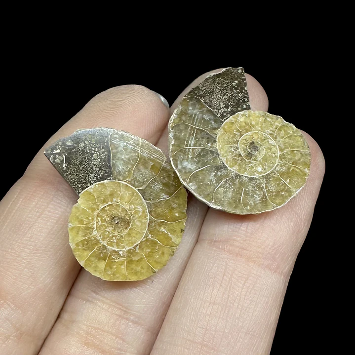 Par Fósiles de Ammonite opalescente #30 2