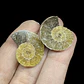 Par Fósiles de Ammonite opalescente #30 - Miniatura 2