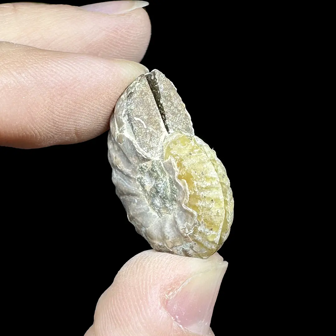 Par Fósiles de Ammonite opalescente #30 4
