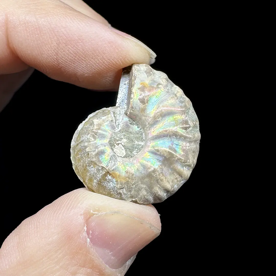 Par Fósiles de Ammonite opalescente #30 1
