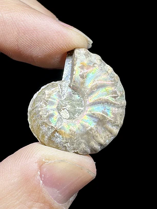 Par Fósiles de Ammonite opalescente #30