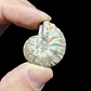 Par Fósiles de Ammonite opalescente #30 - Miniatura 1